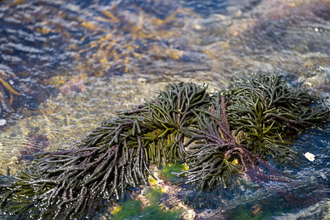 Alghe commestibili crescono sugli scogli nell oceano pronte per la raccolta